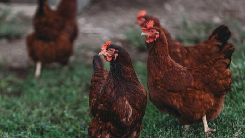 Choosing the Right Broiler Breed for Maximum Profit
