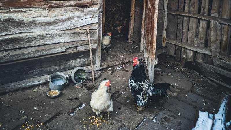 Building a Chicken House: Materials, Dimensions, and Cost