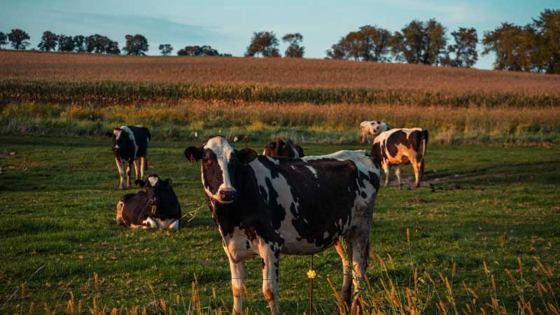 Crop-Livestock Integration: Designing Your Farm for Efficiency