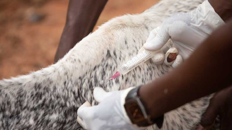 Coping With Disease Outbreaks: A Survival Guide