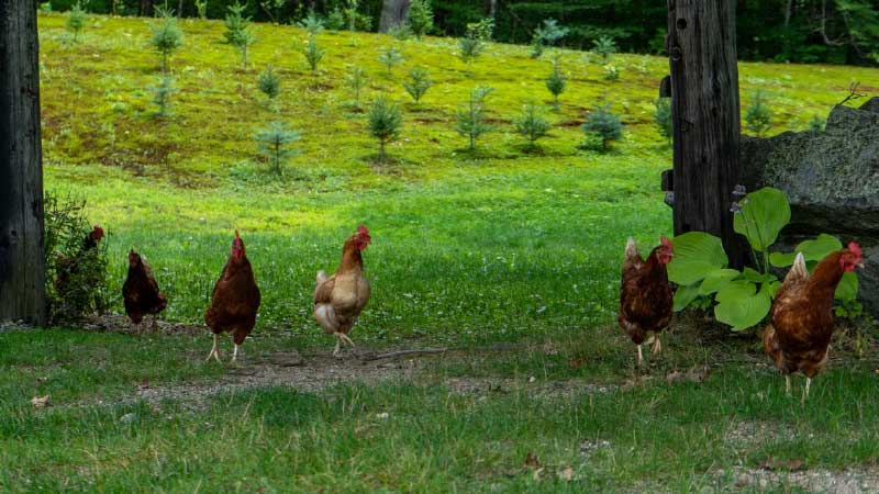 The Hidden Costs of Free-Range Poultry Farming