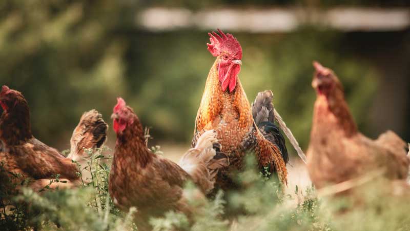 Choosing the Right Layer Breed for Maximum Egg Production