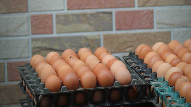 5 Ways to Increase Egg Production Without Changing Your Breed