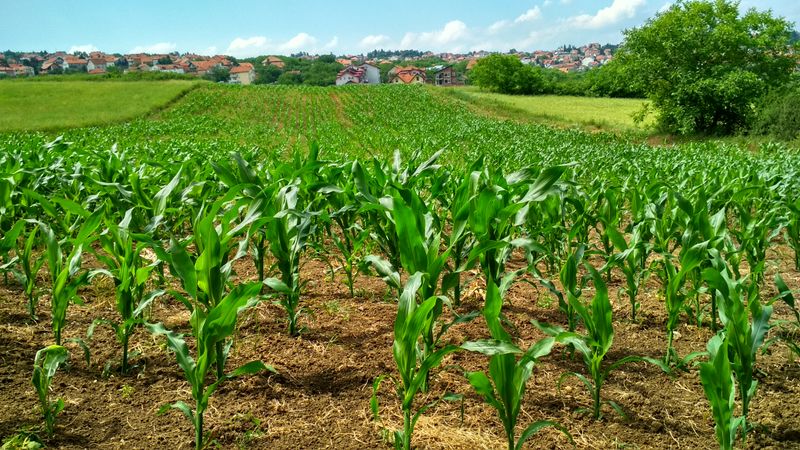 Multi-Species Farming: Pigs + Poultry + Crops Integration