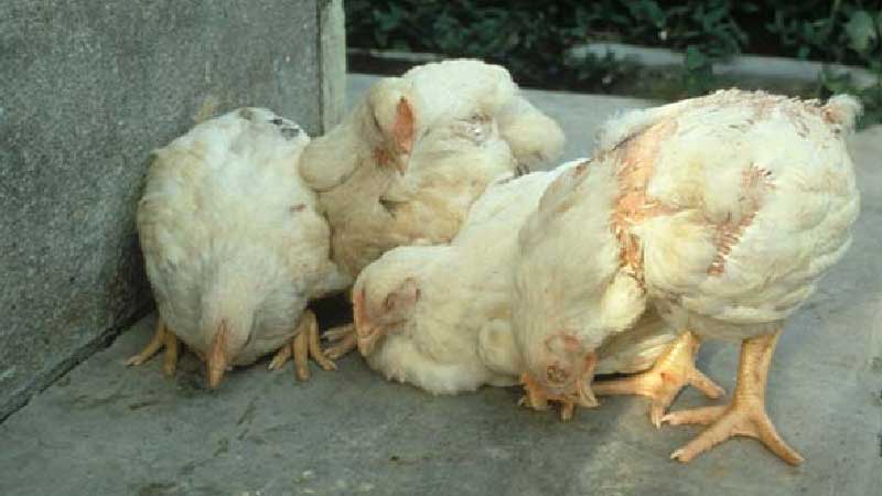 Newcastle Disease: How to Prevent the #1 Killer of Poultry