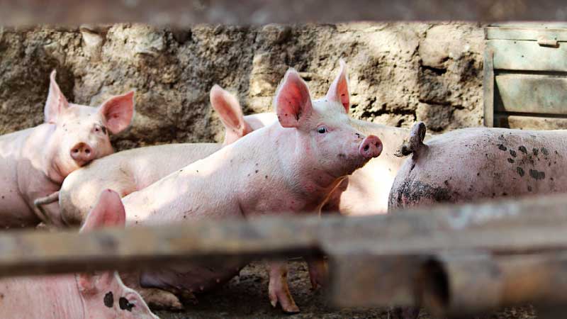 Pig Breeding: Linebreeding vs Crossbreeding Explained