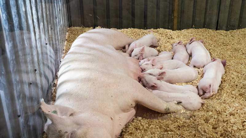 Post-Farrowing Sow Care: Feeding, Water, and Health Checks