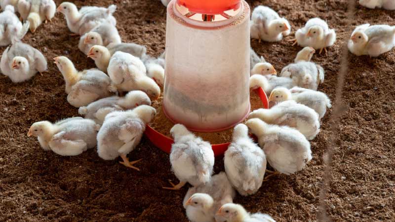 Understanding Poultry Lighting Programs: Dimmable vs On/Off